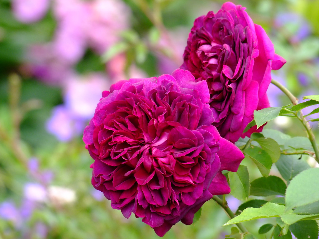 Promesse De Fleurs Boutique -Promesse De Fleurs Boutique 41472137754 2168def90a b