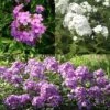 Collection 3 Phlox Paniculata