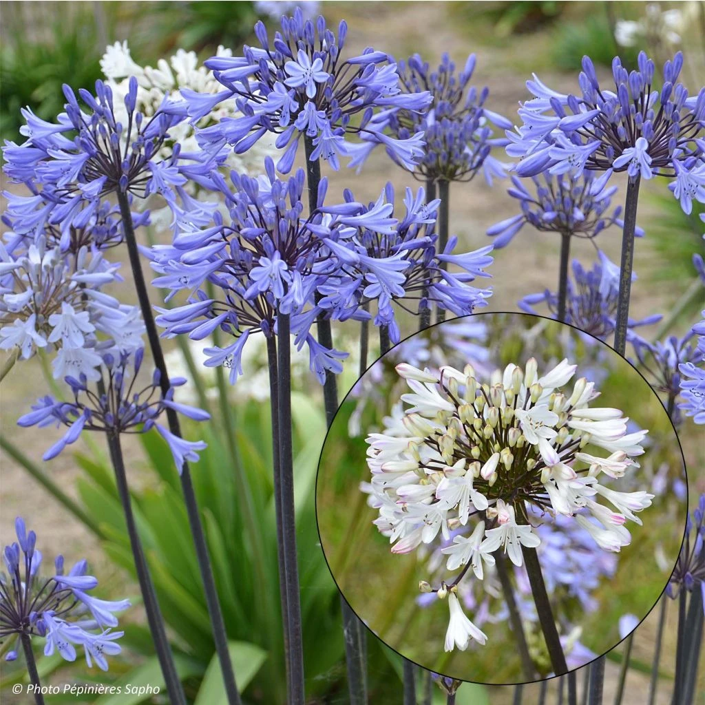 Collection Duo D'agapanthes Graphite 1 Collection Duo D'agapanthes Graphite