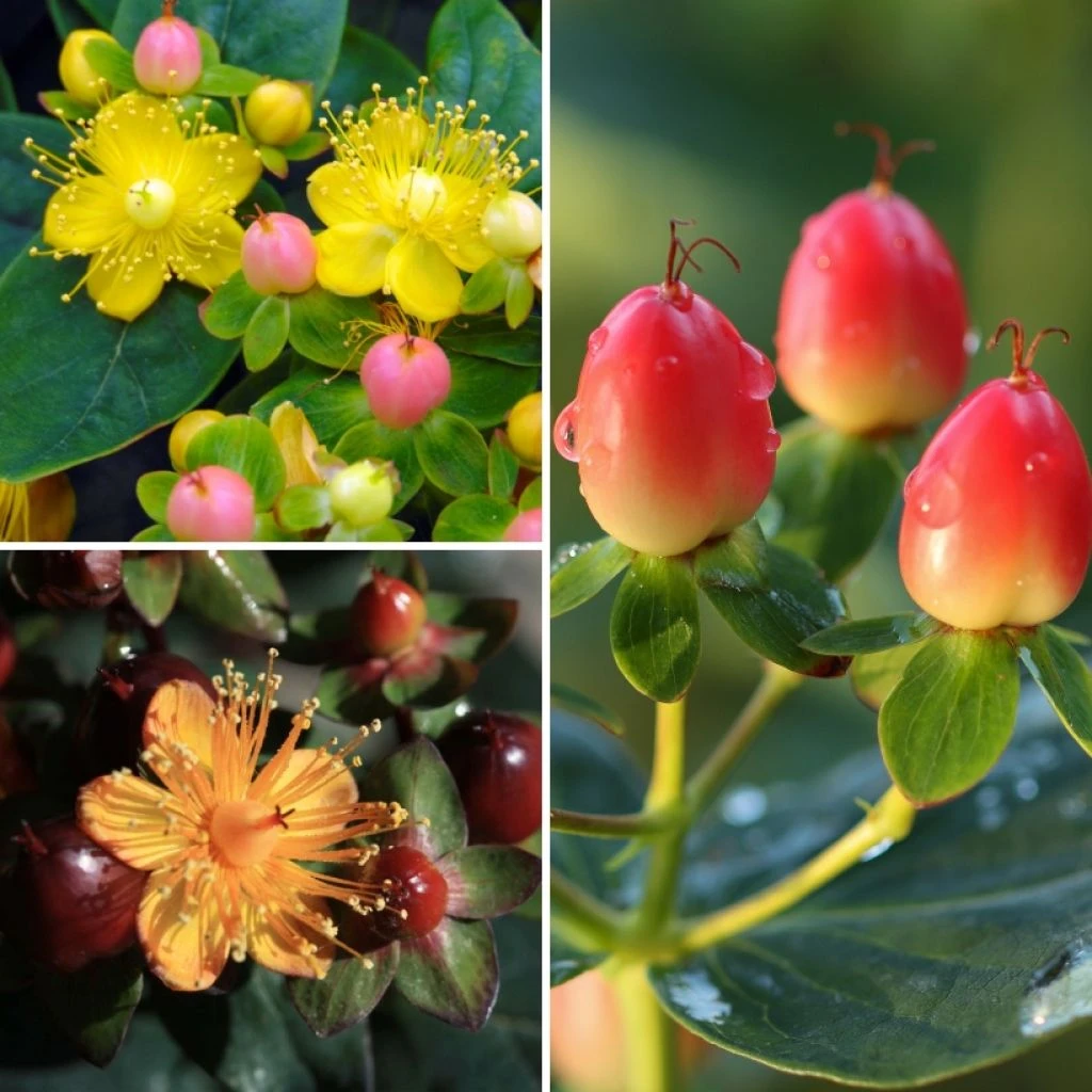 Collection Millepertuis à Fruits Décoratifs 1 Collection Millepertuis à Fruits Décoratifs