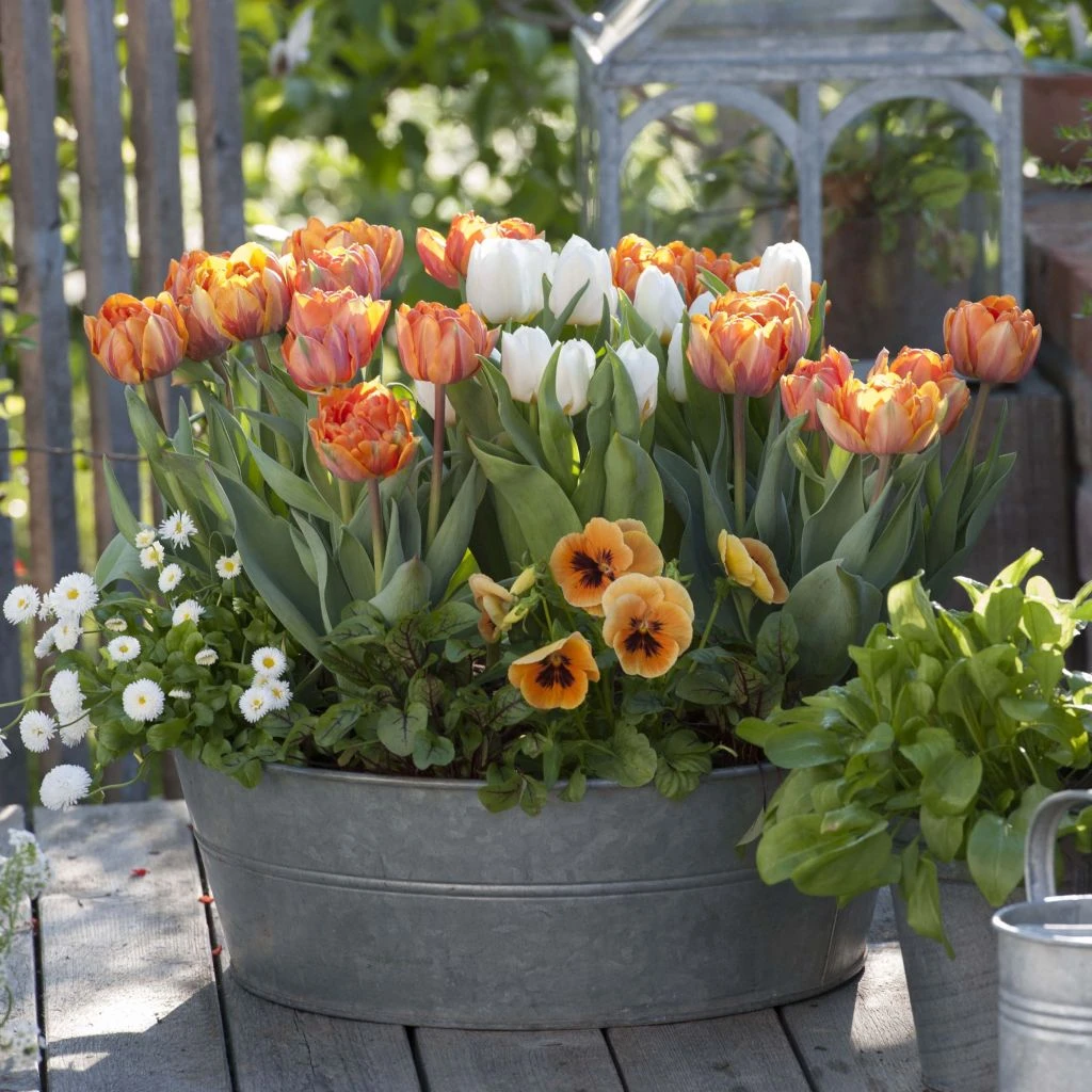 Collection Orange Vitamine 1 Collection Orange Vitamine