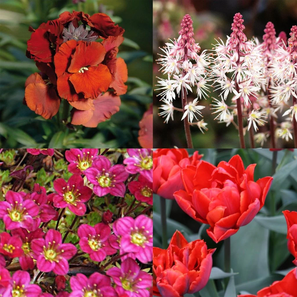 Collection Printemps Rouge Passion 3 Collection Printemps Rouge Passion – Image 3