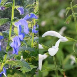 Collection Sauges Exotiques Blanc/ Bleu