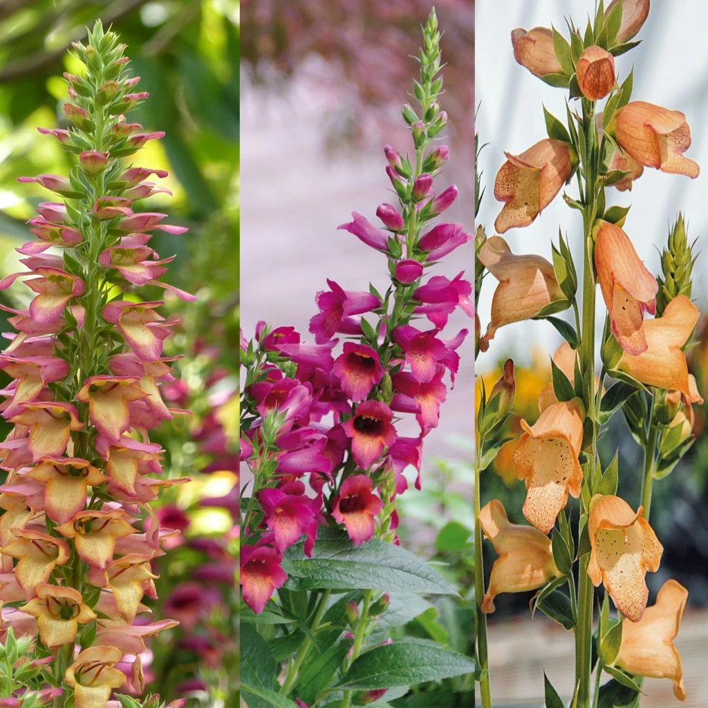Collection De 3 Digiplexis Illumination - Digitalis Hybrides 1 Collection De 3 Digiplexis Illumination - Digitalis Hybrides