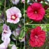 Collection Hibiscus Des Marais