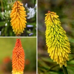 Collection Kniphofias