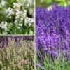 Collection Lavandes Vraies à Petit Prix