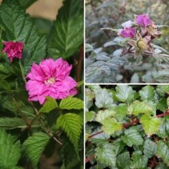 Collection Ronces D'ornement