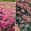 Collection Sedums - Orpins D'automne