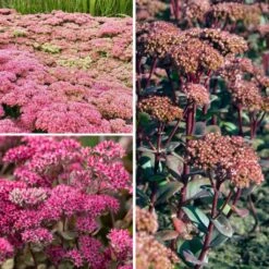 Collection Sedums - Orpins D'automne