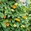 Collection Thunbergia Alata - Suzannes Aux Yeux Noirs