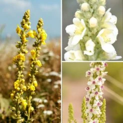 Collection Verbascum Sauvages - Molènes