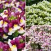 Collection Nemesia