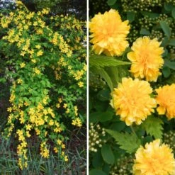 Duo Kerrias - Corête Du Japon