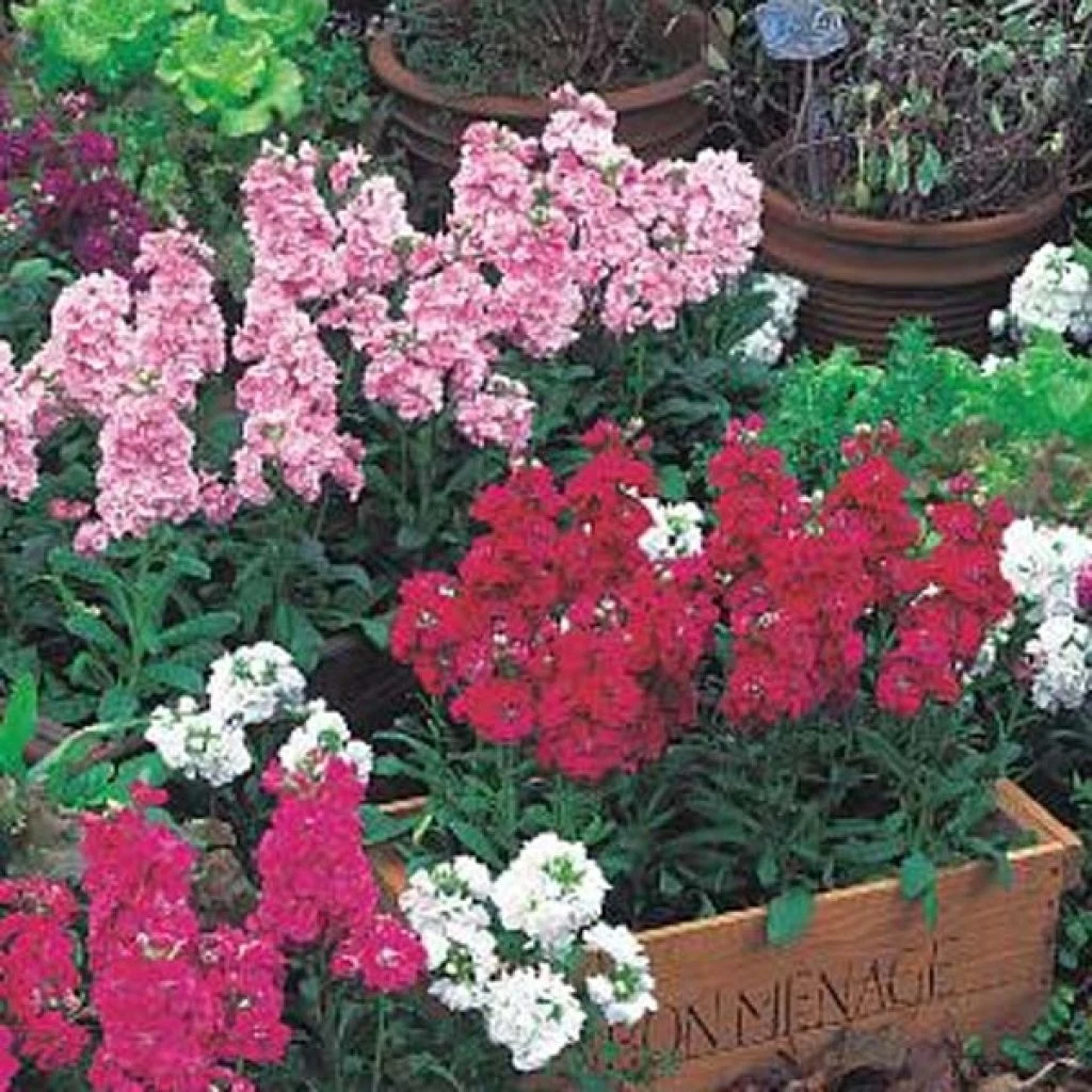 Collection De 15 Giroflées Quarantaine Heritage 1 Collection De 15 Giroflées Quarantaine Heritage