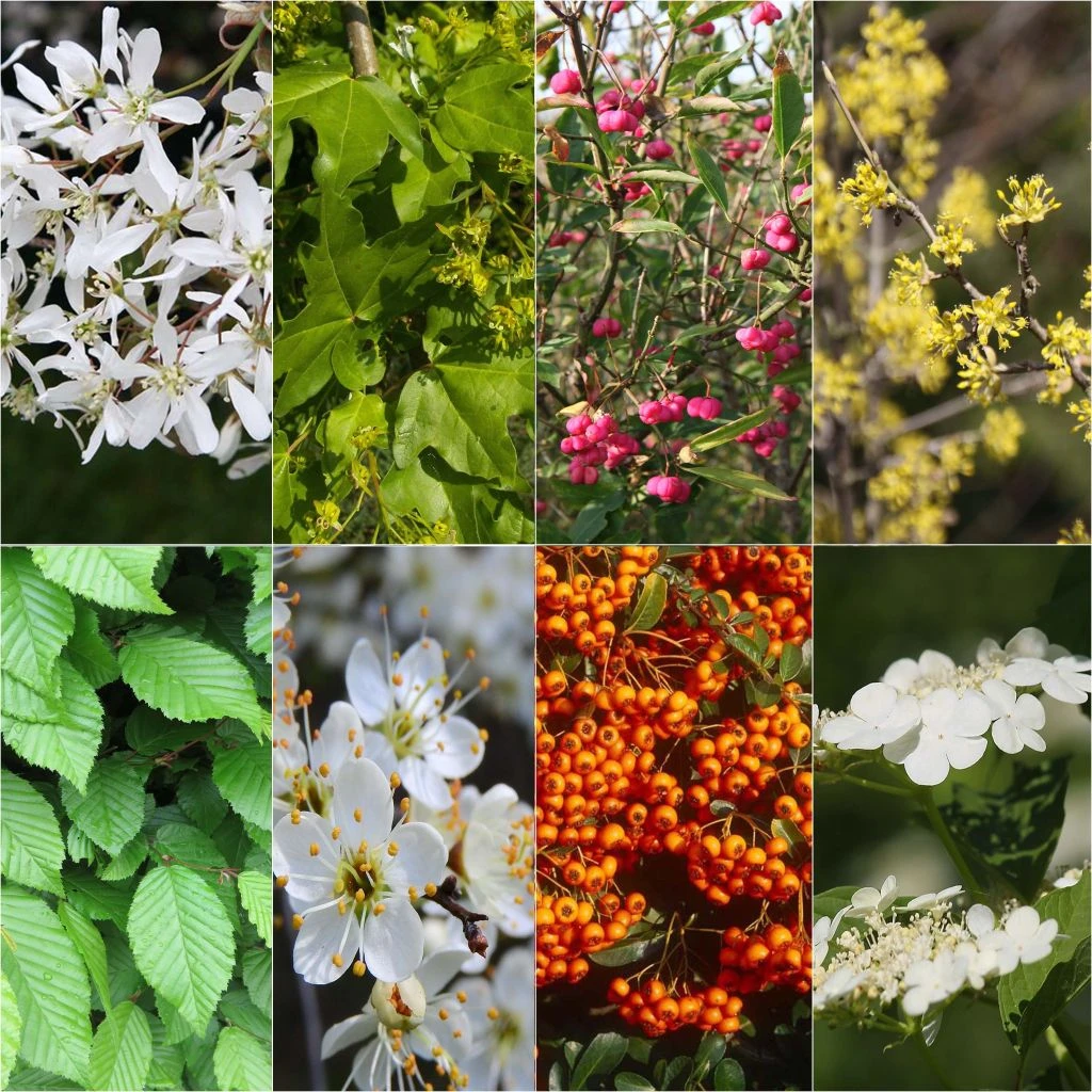 Kit 10 M De Haie écologique Pour Grands Jardins 1 Kit 10 M De Haie écologique Pour Grands Jardins