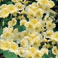 Graines De Capucine Naine Milkmaid - Tropaeolum Majus -Promesse De Fleurs Boutique Nasturtium Milkmaid 741 1