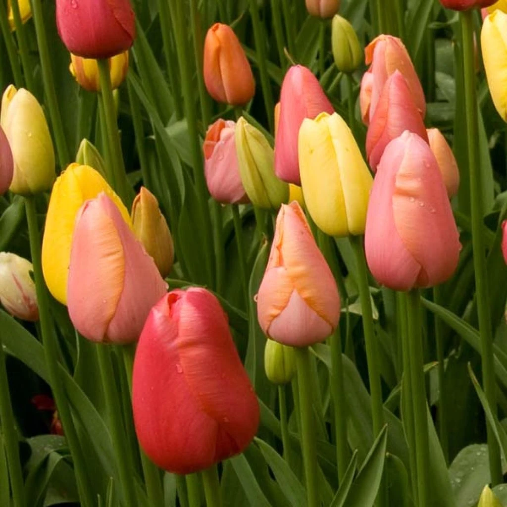 Harmonie Tutti Frutti 2 Harmonie Tutti Frutti – Image 2