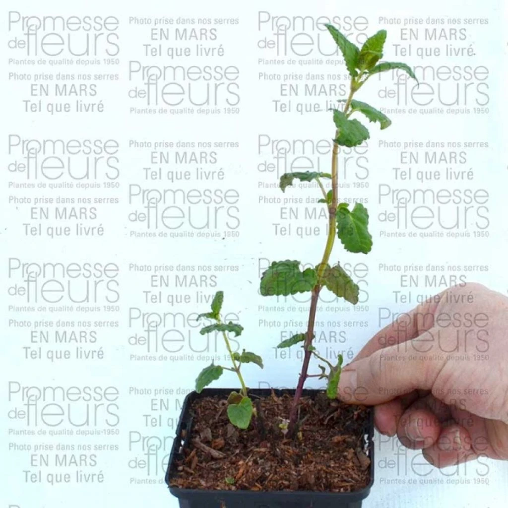 Agastache Summer Love® En Godet 8/9cm 1 Agastache Summer Love® En Godet 8/9cm