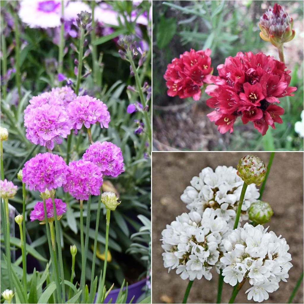 Collection 3 Armeria Pseudarmeria Ballerina 1 Collection 3 Armeria Pseudarmeria Ballerina