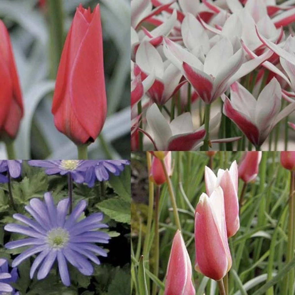 Collection Allegro 1 Collection Allegro