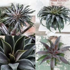 Collection De 4 Mangaves