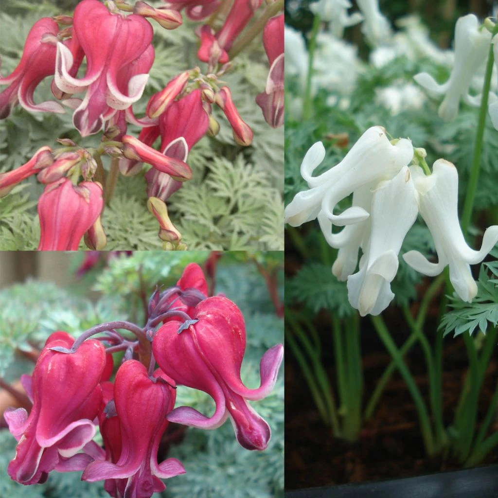 Collection 3 Coeurs De Marie 1 Collection 3 Coeurs De Marie