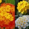 Collection De 5 Lantanas Camara Rouge, Jaune Et Blanc