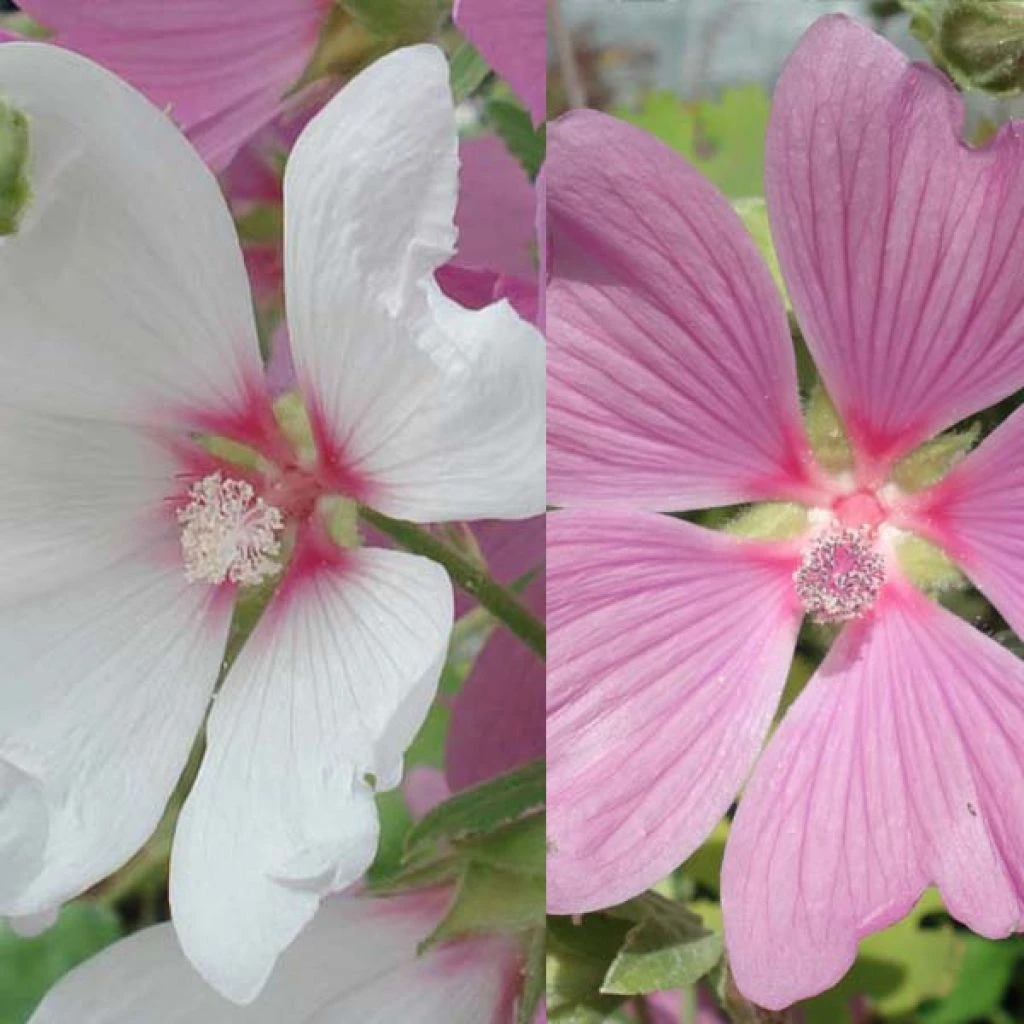 Collection Lavatères 1 Collection Lavatères