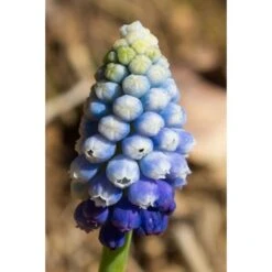 Collection Muscari Magic -Promesse De Fleurs Boutique collection muscari magic PC georget 1 1