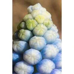 Collection Muscari Magic -Promesse De Fleurs Boutique collection muscari magic PC georget 2 1