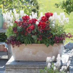 Collection Printemps Rouge Passion