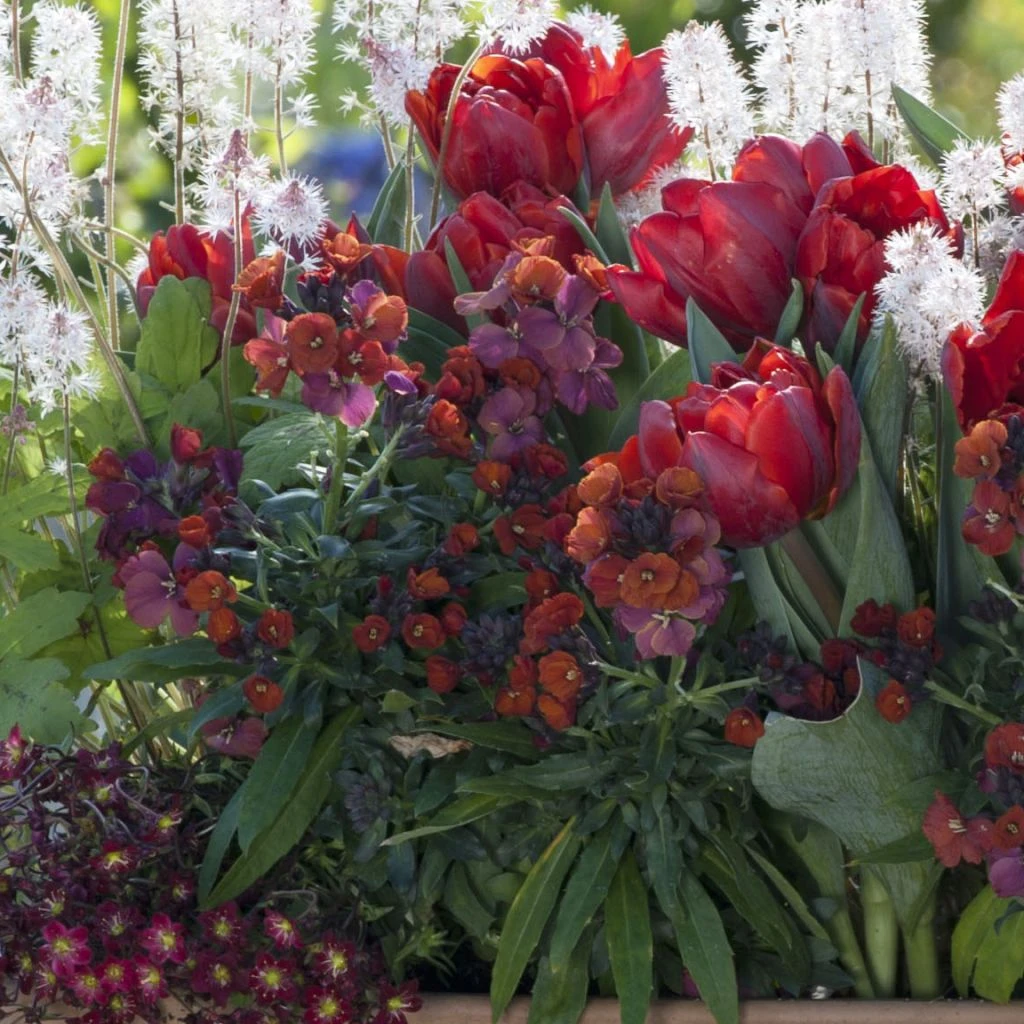 Collection Printemps Rouge Passion 2 Collection Printemps Rouge Passion – Image 2