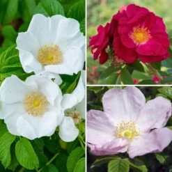 Collection Rosiers Rugosa