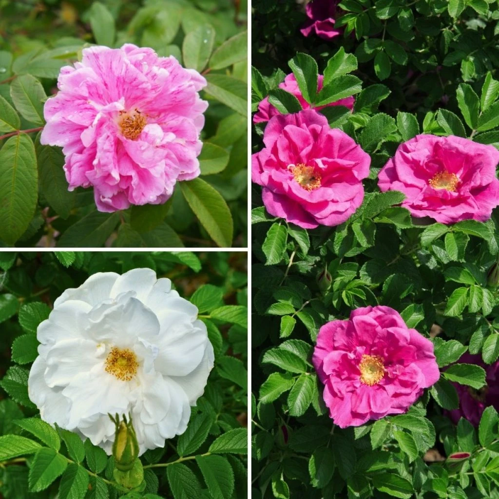 Collection Rosiers Rugosa Doubles Pour Haie Libre Romantique 1 Collection Rosiers Rugosa Doubles Pour Haie Libre Romantique