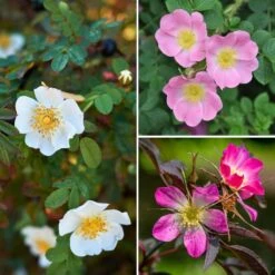Collection Rosiers Sauvages