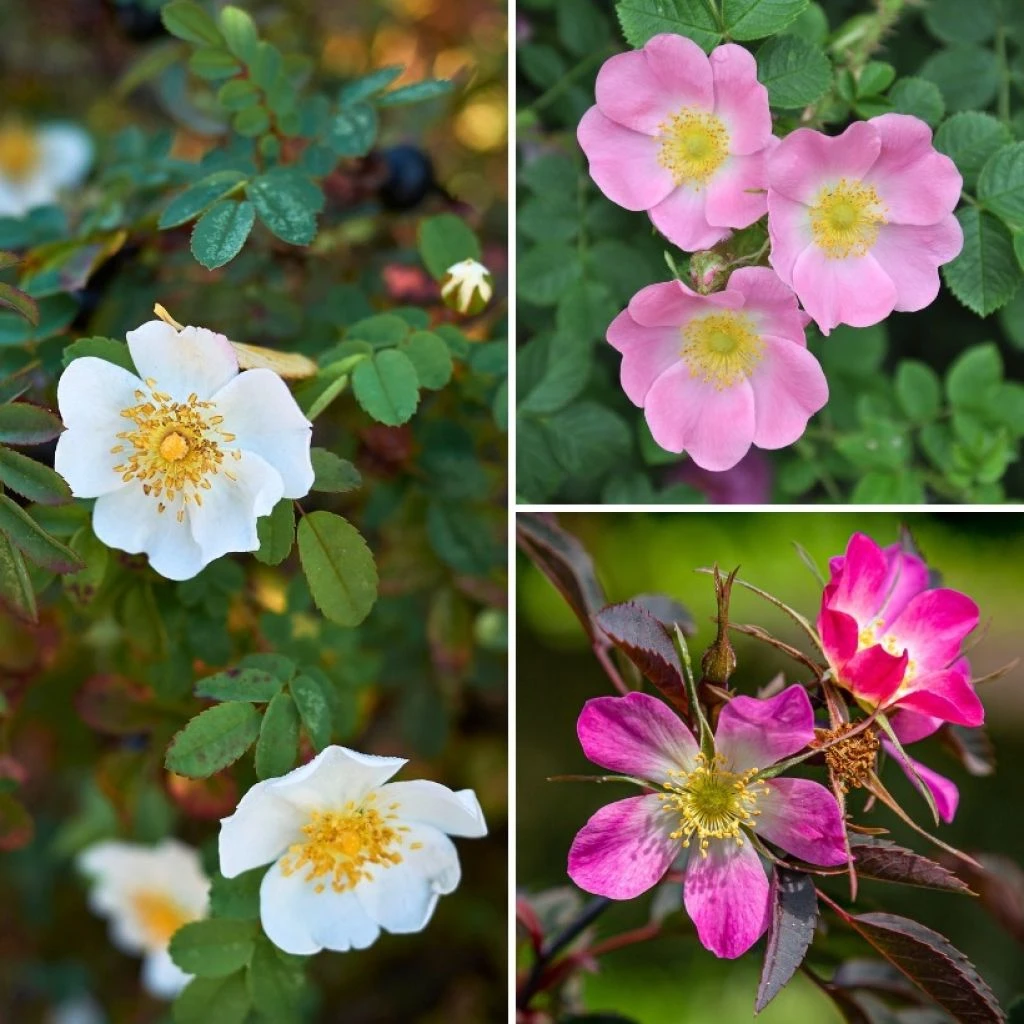 Collection Rosiers Sauvages 1 Collection Rosiers Sauvages