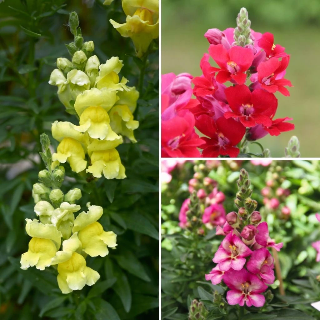 Collection Mufliers Antirrhinum 1 Collection Mufliers Antirrhinum