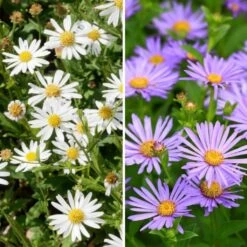 Duo De Kalimeris Blanc Bleu