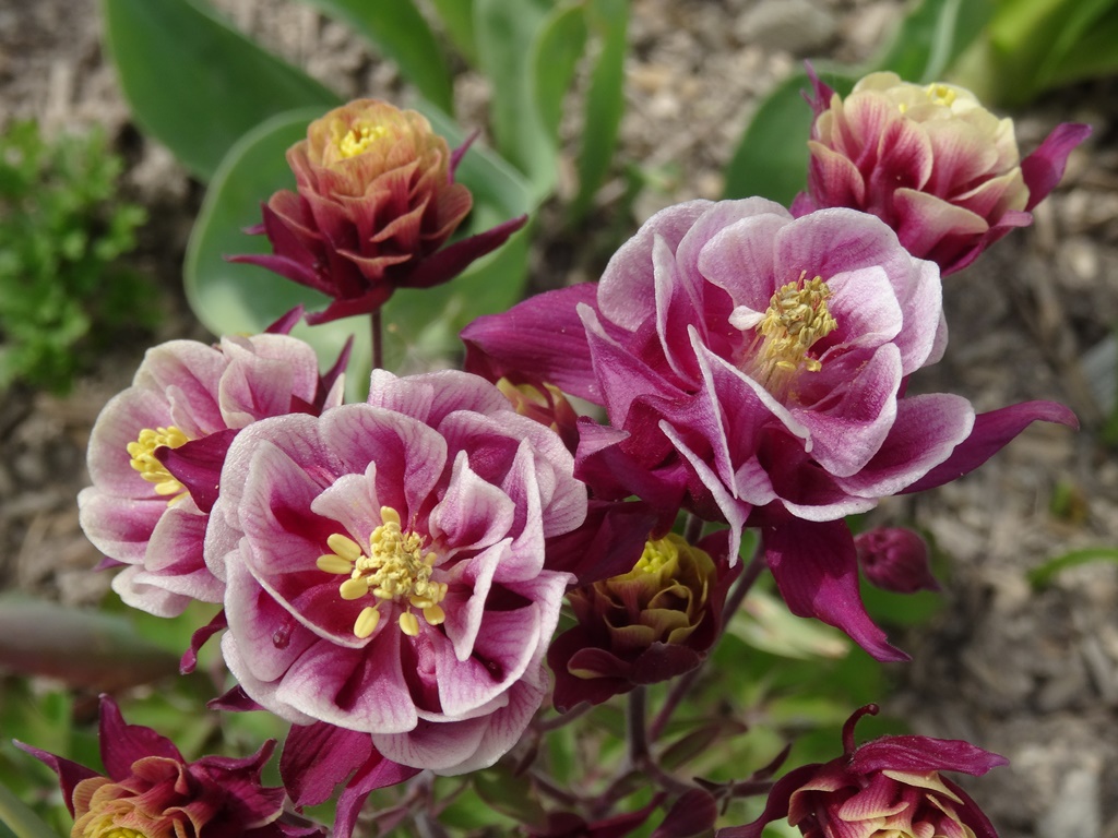 Promesse De Fleurs Boutique -Promesse De Fleurs Boutique f964e614e6aa4b8da74aed8972c67fed