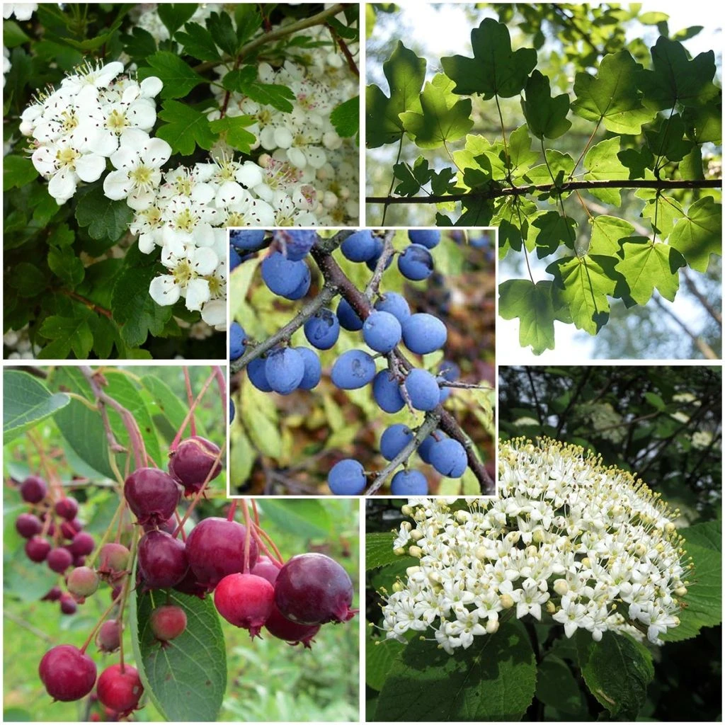 Haie Régionale Pour Le Grand-est Et Région Bourgogne En Kit De 5m 1 Haie Régionale Pour Le Grand-est Et Région Bourgogne En Kit De 5m