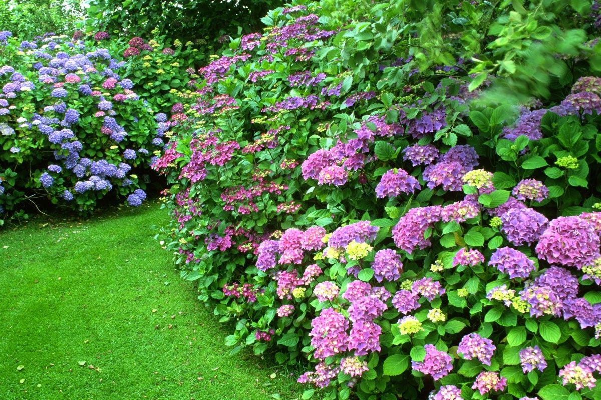Promesse De Fleurs Boutique -Promesse De Fleurs Boutique pelouse bordee dhydrangea macrophylla arbuste et plante terre bruyere jardin renaudies 216413j