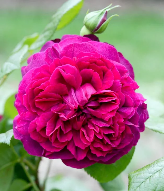 Promesse De Fleurs Boutique -Promesse De Fleurs Boutique rosa willian shakespeare