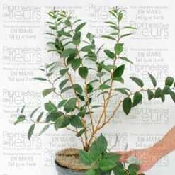 Viorne - Viburnum Plicatum Mary Milton -Promesse De Fleurs Boutique viorne viburnum plicatum mary milton 9520 T